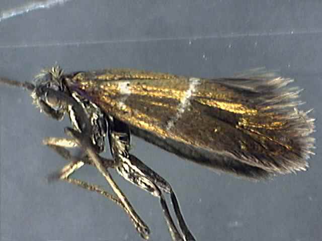 Micropterix aruncella